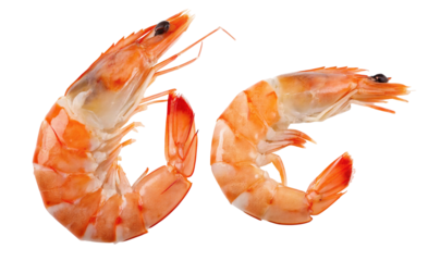 Fresh shrimp isolated on white background for seafood cooking and delicious culinary preparation