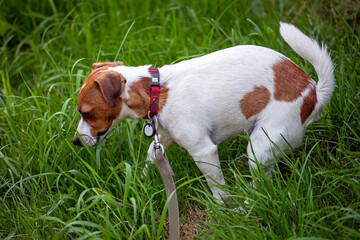 cleaning up feces in the park after your pet dog