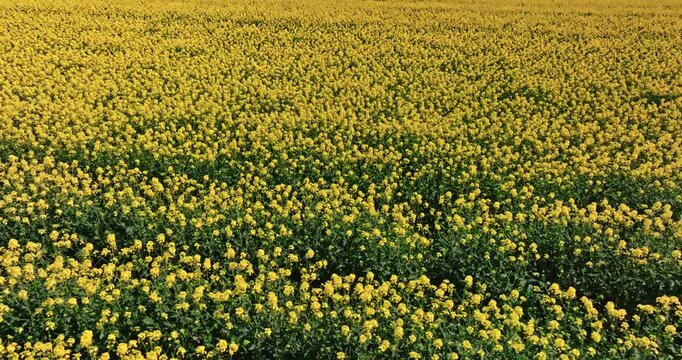 Endless blooming rape flowers and tractor tracks in countryside.