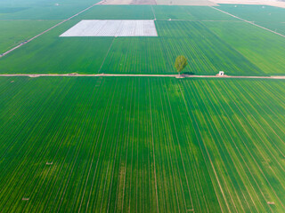 Aerial view of a wheat field.