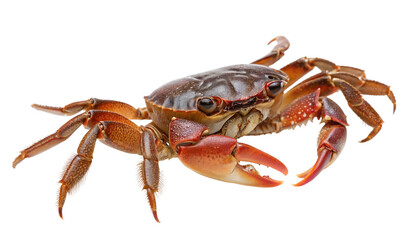 Closeup of a colorful crab with sharp claws on white background for nature ocean life study