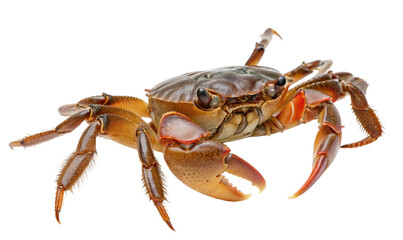 Close up of a vibrant orange crab isolated on white background with detailed texture and focus