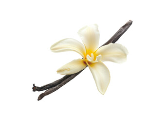 Obraz premium white aromatic vanilla flower isolated on white or transparent png