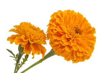Vivid marigold flowers with lush petals showcasing bright orange and vibrant blooms in natural setting