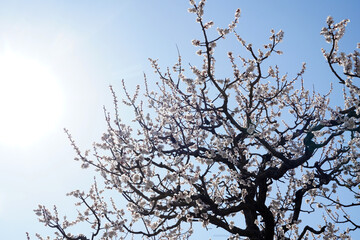 Apricot flowers bloom in spring