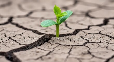 Seedling Growing from Dry Earth Macro