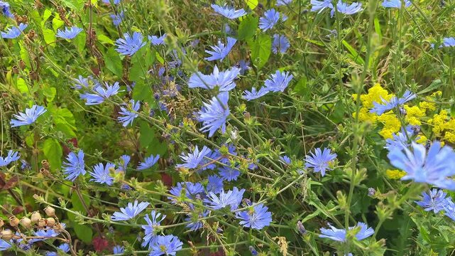 Beautiful natural chicory flowers sways in the wind