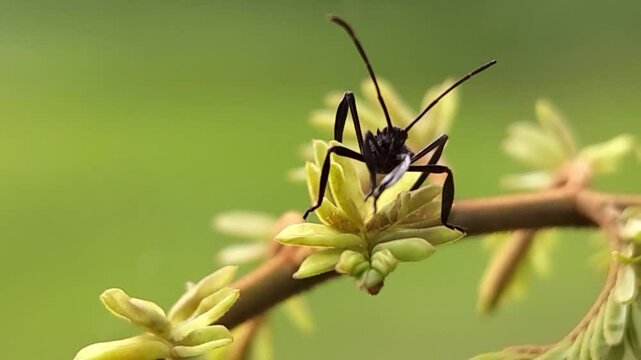 Acanthocephala terminalis is a species of leaf-footed bug on the green leaves