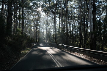 The Great Ocean Road, sunlight shine through the dense canopy of tall trees lining the winding...