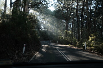 The Great Ocean Road, sunlight shine through the dense canopy of tall trees lining the winding...