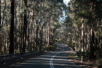 The Great Ocean Road, sunlight shine through the dense canopy of tall trees lining the winding asphalt. This image evokes a sense of journey and the natural beauty of the Australian coastline.