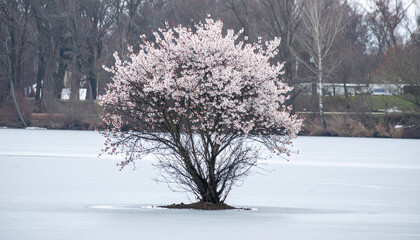 A blooming cherry blossom tree in the middle of a frozen lake, soft lighting, blending spring and winter, never-seen-on-stock photo, ideal for book covers and posters.