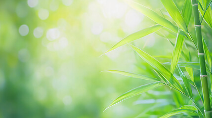 Green bamboo leaves with sunlight and bokeh effect in the background, creating a fresh and serene natural atmosphere.