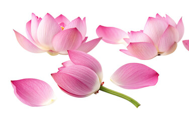 Pink lotus flower petals isolated on white background beautiful nature photography elegant design