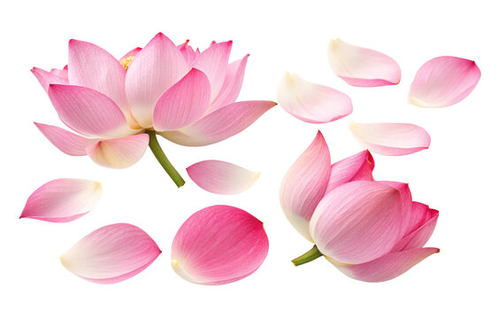 Elegant pink lotus blossoms and petals on a soft background creating natural beauty and serenity