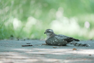 地面に降りてくつろぐハイタカの幼鳥