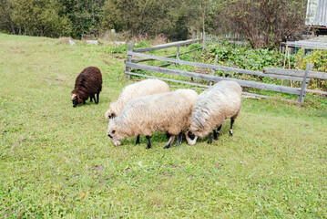 Sheeps grazing in a meadow. Two white sheeps and one brown sheep are grazing in a meadow. 
