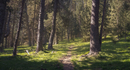 Discovering the Serene Beauty of Cerdanya's Ancient Forest Trails, Catalonia