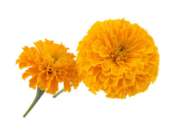 Vibrant marigold flowers isolated on black background for floral decoration and design ideas