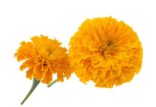 Vibrant marigold flowers isolated on black background for floral decoration and design ideas