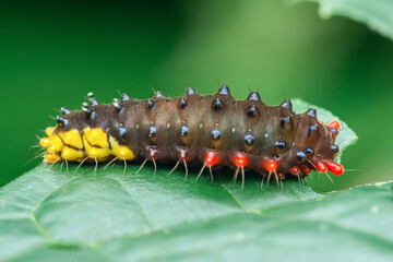 Colorful spiny caterpillar crawling on green leaf