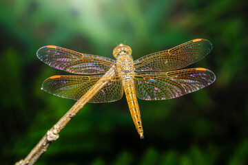 Golden dragonfly resting on a branch with open wings