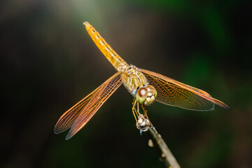 Golden dragonfly resting on a twig with blurred background