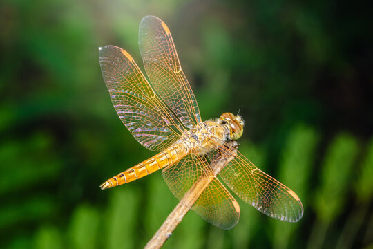 Golden dragonfly resting on a branch with spread wings