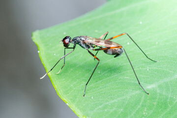 Stilt-legged fly standing on a vibrant green leaf