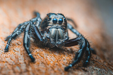Jumping spider sitting on a tree branch: a close-up view