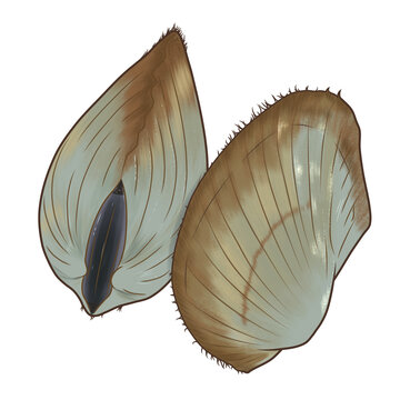 Hairy mussel or Kerang Bulu (Modiolus barbatus). This bivalve mollusk is often found in coastal marine environments and is vital to the ecosystem. Its clean lines and accurate depiction.