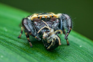 Jumping spider eating prey on green leaf