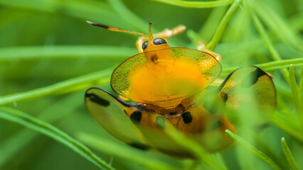 Golden tortoise beetle opening its elytra on green grass