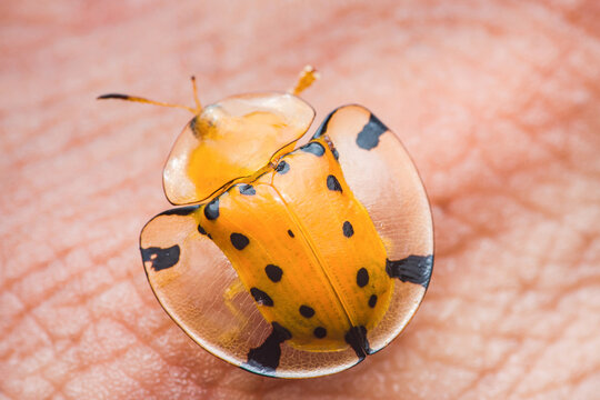 Golden tortoise beetle showing transparent shell on skin