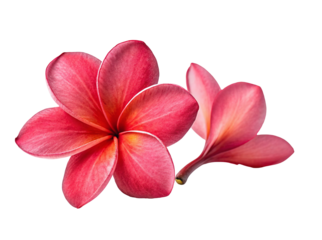 Vibrant pink plumeria flowers isolated on black background in close-up detail for digital design