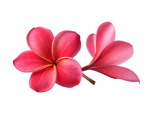 Beautiful pink frangipani flower isolated on white background perfect for floral decor ideas