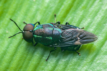 Iridescent signal fly resting on vibrant green leaf