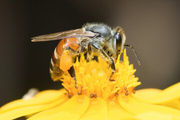 Honey bee pollinating yellow flower with pollen on leg