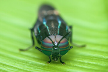 Black soldier fly hermetia illucens standing on green leaf