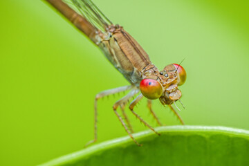Damselfly perching on green leaf: close-up of insect