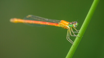 Orange damselfly resting on green grass stem: close-up view