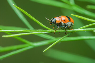 Clytra laeviuscula beetle exploring green plant in nature