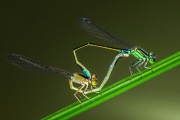 Two damselflies mating on a blade of grass