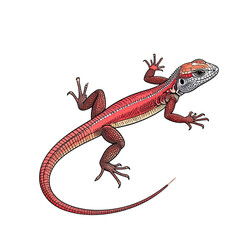 Fototapeta premium Red Lizard Illustration on Transparent Background