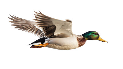 Obraz premium Flying duck with wings stretched out, dynamic action shot Transparent background, PNG