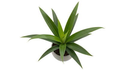 Obraz premium Isolated Plant