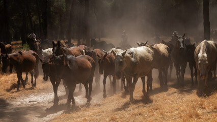 Herd of horses driven by riders through dusty forest during the traditional "Saca de las Yeguas" in El Rocío, Almonte, Huelva, Spain.