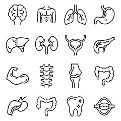 Human Anatomy Icons Detailed Line Drawings of Organs and Body Parts