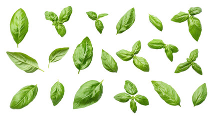 Fresh basil herb leaves arranged neatly Transparent background, PNG