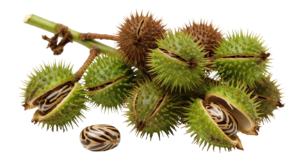 Isolated Castor Bean